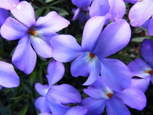 Violets